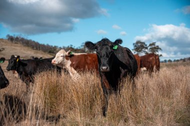 Tazmanya Avustralya 'da güzel sığırlar, ot yemek, çayırlarda otlamak. Tarımsal bir çiftlikte yetiştirilen sığır sürüsü. Sürdürülebilir tarım. Tazmanya tarımı