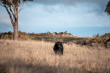 Tazmanya Avustralya 'da bir tarlada sığır eti. Baharda çayırda otlayan İngiliz sığırları. Sürdürülebilir bir tarım çiftliğinde çayırda yeşil çimenler büyüyor.