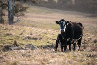 Tazmanya Avustralya 'da bir tarlada sığır eti. Baharda çayırda otlayan İngiliz sığırları. Sürdürülebilir bir tarım çiftliğinde çayırda yeşil çimenler büyüyor.