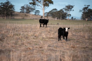 Tazmanya Avustralya 'da güzel sığırlar, ot yemek, çayırlarda otlamak. Tarımsal bir çiftlikte yetiştirilen sığır sürüsü. Sürdürülebilir tarım. Tazmanya tarımı