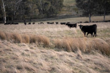 Tazmanya Avustralya 'da güzel sığırlar, ot yemek, çayırlarda otlamak. Tarımsal bir çiftlikte yetiştirilen sığır sürüsü. Sürdürülebilir tarım. Tazmanya tarımı