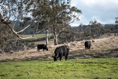 Tazmanya Avustralya 'da bir tarlada sığır eti. Baharda çayırda otlayan İngiliz sığırları. Sürdürülebilir bir tarım çiftliğinde çayırda yeşil çimenler büyüyor.