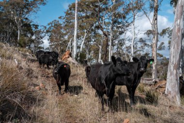 Tazmanya Avustralya 'da güzel sığırlar, ot yemek, çayırlarda otlamak. Tarımsal bir çiftlikte yetiştirilen sığır sürüsü. Sürdürülebilir tarım. Tazmanya tarımı
