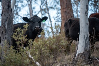 Tazmanya Avustralya 'da güzel sığırlar, ot yemek, çayırlarda otlamak. Tarımsal bir çiftlikte yetiştirilen sığır sürüsü. Sürdürülebilir tarım. Tazmanya tarımı