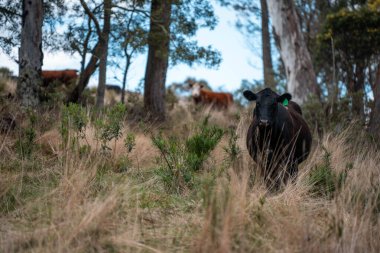 Tazmanya Avustralya 'da bir tarlada sığır eti. Baharda çayırda otlayan İngiliz sığırları. Sürdürülebilir bir tarım çiftliğinde çayırda yeşil çimenler büyüyor.