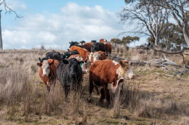 Tazmanya Avustralya 'da güzel sığırlar, ot yemek, çayırlarda otlamak. Tarımsal bir çiftlikte yetiştirilen sığır sürüsü. Sürdürülebilir tarım. Tazmanya tarımı