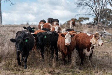Tazmanya Avustralya 'da bir tarlada sığır eti. Baharda çayırda otlayan İngiliz sığırları. Sürdürülebilir bir tarım çiftliğinde çayırda yeşil çimenler büyüyor.