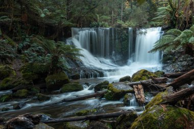 Bereketli Tazmanya yağmur ormanları şelalesi, Russell ve Horseshoe Şelalesinin tadını çıkaran yürüyüşçüler.