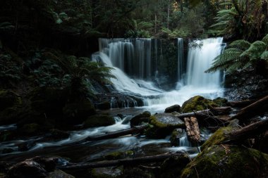 Bereketli Tazmanya yağmur ormanları şelalesi, Russell ve Horseshoe Şelalesinin tadını çıkaran yürüyüşçüler.