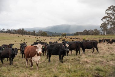 Tazmanya Avustralya 'da bir tarlada otlayan damızlık sığır, inek ve buzağılar. Hobart 'taki benekli park, Murray Grey, Angus, Brangus ve Wagyu otlaklarında yetişen sığır cinsleridir.