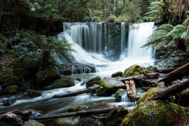 Bereketli Tazmanya yağmur ormanları şelalesi, Russell ve Horseshoe Şelalesinin tadını çıkaran yürüyüşçüler.