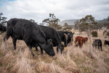 Avustralya 'da bir çiftlikte karbon nötr sığır yetiştiriciliği. Avustralya' da güzel sığırlar otlaklar ve otlaklar. Sığır sürüsü sığır eti yenilenebilir. 
