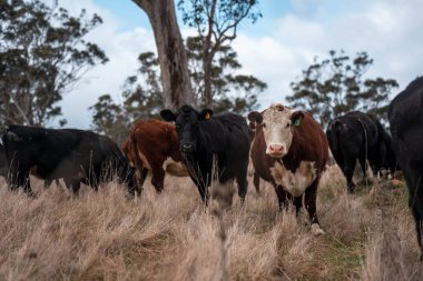 İnek sürüsü, karbon nötr sığır çiftliği. Avustralya 'da bir çiftlikte. Tazmanya' da güzel sığırlar. Sığır sürüsü sığır eti yenileniyor.