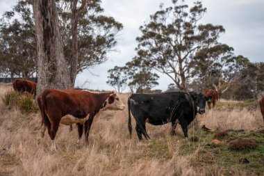 Avustralya 'da bir çiftlikte karbon nötr sığır yetiştiriciliği. Avustralya' da güzel sığırlar otlaklar ve otlaklar. Sığır sürüsü sığır eti yenilenebilir. 