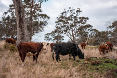 Avustralya 'da bir çiftlikte karbon nötr sığır yetiştiriciliği. Avustralya' da güzel sığırlar otlaklar ve otlaklar. Sığır sürüsü sığır eti yenilenebilir. 