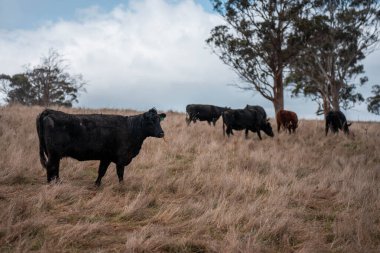 Avustralya 'da bir çiftlikte karbon nötr sığır yetiştiriciliği. Avustralya' da güzel sığırlar otlaklar ve otlaklar. Sığır sürüsü sığır eti yenilenebilir. 