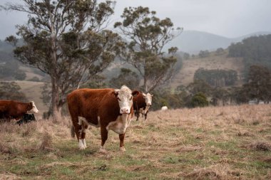 İnek sürüsü, karbon nötr sığır çiftliği. Avustralya 'da bir çiftlikte. Tazmanya' da güzel sığırlar. Sığır sürüsü sığır eti yenileniyor.