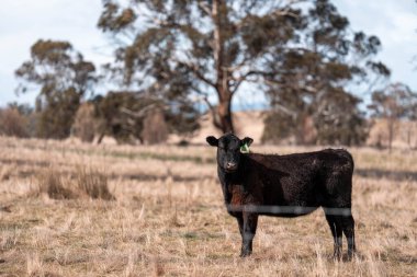 İnek sürüsü, karbon nötr sığır çiftliği. Avustralya 'da bir çiftlikte. Tazmanya' da güzel sığırlar. Sığır sürüsü sığır eti yenileniyor.
