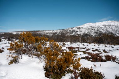 Avustralya 'da bir milli parktaki bir dağda kışın yol üzerindeki buz yaz aylarında Wellington Dağı Tazmanya Avustralyası' na bakıyor. Yollara kar yağıyor..