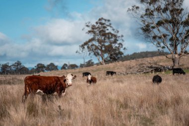 Tazmanya Avustralya 'daki güzel sığırlar ot yer, otlakta otlarlar. Tazmanya sığır sürüsü tarımsal bir çiftlikte yenilenen sığır eti. Sürdürülebilir tarım 