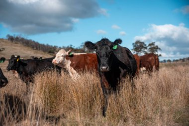 İnek sürüsü, karbon nötr sığır çiftliği. Avustralya 'da bir çiftlikte. Tazmanya' da güzel sığırlar. Sığır sürüsü sığır eti yenileniyor.