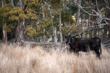 Tazmanya Avustralya 'daki güzel sığırlar ot yer, otlakta otlarlar. Tazmanya sığır sürüsü tarımsal bir çiftlikte yenilenen sığır eti. Sürdürülebilir tarım 