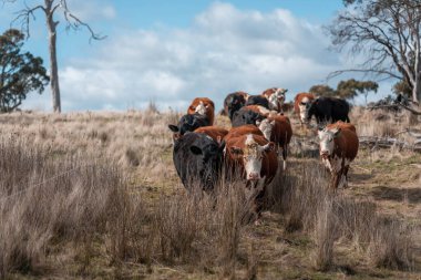 Tazmanya Avustralya 'daki güzel sığırlar ot yer, otlakta otlarlar. Tazmanya sığır sürüsü tarımsal bir çiftlikte yenilenen sığır eti. Sürdürülebilir tarım 