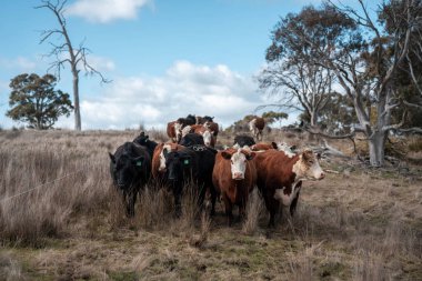 İnek sürüsü, karbon nötr sığır çiftliği. Avustralya 'da bir çiftlikte. Tazmanya' da güzel sığırlar. Sığır sürüsü sığır eti yenileniyor.