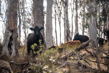 Tazmanya Avustralya 'daki güzel sığırlar ot yer, otlakta otlarlar. Tazmanya sığır sürüsü tarımsal bir çiftlikte yenilenen sığır eti. Sürdürülebilir tarım 