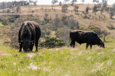 İnek sürüsü, karbon nötr sığır çiftliği. Avustralya 'da bir çiftlikte. Tazmanya' da güzel sığırlar. Sığır sürüsü sığır eti yenileniyor.