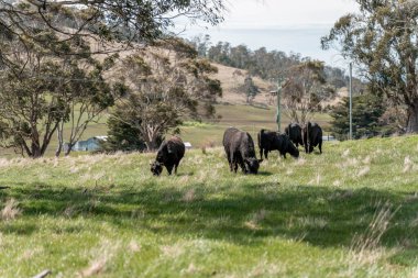 Tazmanya Avustralya 'daki güzel sığırlar ot yer, otlakta otlarlar. Tazmanya sığır sürüsü tarımsal bir çiftlikte yenilenen sığır eti. Sürdürülebilir tarım 