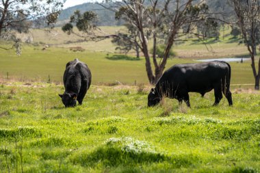 İnek sürüsü, karbon nötr sığır çiftliği. Avustralya 'da bir çiftlikte. Tazmanya' da güzel sığırlar. Sığır sürüsü sığır eti yenileniyor.