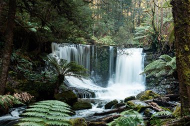 Bereketli Tazmanya yağmur ormanları şelalesi, Russell ve Horseshoe Şelalesinin tadını çıkaran yürüyüşçüler.
