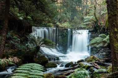 Bereketli Tazmanya yağmur ormanları şelalesi, Russell ve Horseshoe Şelalesinin tadını çıkaran yürüyüşçüler.