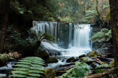 Bereketli Tazmanya yağmur ormanları şelalesi, Russell ve Horseshoe Şelalesinin tadını çıkaran yürüyüşçüler.