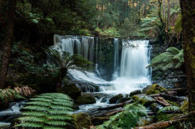 Bereketli Tazmanya yağmur ormanları şelalesi, Russell ve Horseshoe Şelalesinin tadını çıkaran yürüyüşçüler.