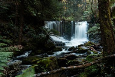 Bereketli Tazmanya yağmur ormanları şelalesi, Russell ve Horseshoe Şelalesinin tadını çıkaran yürüyüşçüler.