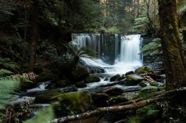 Bereketli Tazmanya yağmur ormanları şelalesi, Russell ve Horseshoe Şelalesinin tadını çıkaran yürüyüşçüler.