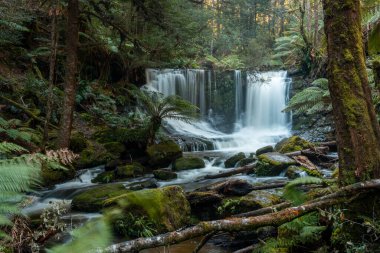 Bereketli Tazmanya yağmur ormanları şelalesi, Russell ve Horseshoe Şelalesinin tadını çıkaran yürüyüşçüler.