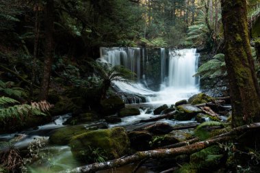 Bereketli Tazmanya yağmur ormanları şelalesi, Russell ve Horseshoe Şelalesinin tadını çıkaran yürüyüşçüler.