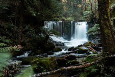 Bereketli Tazmanya yağmur ormanları şelalesi, Russell ve Horseshoe Şelalesinin tadını çıkaran yürüyüşçüler.
