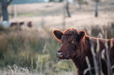 Tazmanya Avustralya 'da bir tarlada sığır eti. Baharda çayırda otlayan İngiliz sığırları. Sürdürülebilir bir tarım çiftliğinde çayırda yeşil çimenler büyüyor.