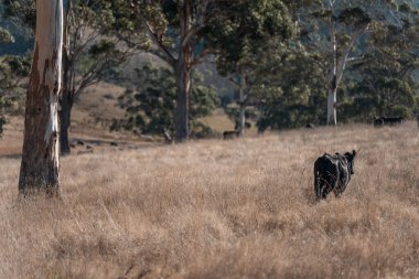 Tazmanya Avustralya 'da bir tarlada sığır eti. Baharda çayırda otlayan İngiliz sığırları. Sürdürülebilir bir tarım çiftliğinde çayırda yeşil çimenler büyüyor.