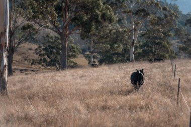 Tazmanya Avustralya 'da güzel sığırlar, ot yemek, çayırlarda otlamak. Tarımsal bir çiftlikte yetiştirilen sığır sürüsü. Sürdürülebilir tarım. Tazmanya tarımı