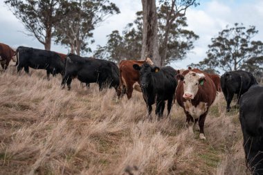 Tazmanya Avustralya 'da güzel sığırlar, ot yemek, çayırlarda otlamak. Tarımsal bir çiftlikte yetiştirilen sığır sürüsü. Sürdürülebilir tarım. Tazmanya tarımı