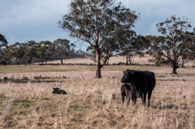 Tazmanya Avustralya 'da güzel sığırlar, ot yemek, çayırlarda otlamak. Tarımsal bir çiftlikte yetiştirilen sığır sürüsü. Sürdürülebilir tarım. Tazmanya tarımı