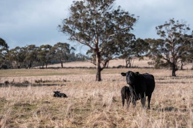 Tazmanya Avustralya 'da bir tarlada sığır eti. Baharda çayırda otlayan İngiliz sığırları. Sürdürülebilir bir tarım çiftliğinde çayırda yeşil çimenler büyüyor.
