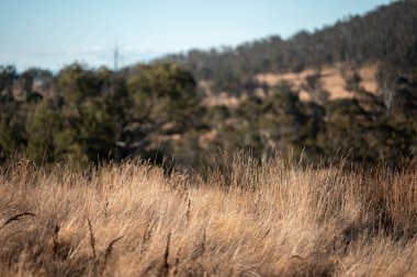 Damızlık angus ve wagyu boğalarının otladığı çiftlik arazisi, güzel inekler ve sığırlar baharda bir çiftlikte otluyorlar, arkasında tepeler ve ağaçlarla yiyecek yetiştiren bir ekin var. 