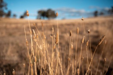 Damızlık angus ve wagyu boğalarının otladığı çiftlik arazisi, güzel inekler ve sığırlar baharda bir çiftlikte otluyorlar, arkasında tepeler ve ağaçlarla yiyecek yetiştiren bir ekin var. 
