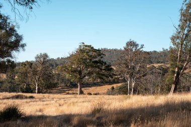 Damızlık angus ve wagyu boğalarının otladığı çiftlik arazisi, güzel inekler ve sığırlar baharda bir çiftlikte otluyorlar, arkasında tepeler ve ağaçlarla yiyecek yetiştiren bir ekin var. 
